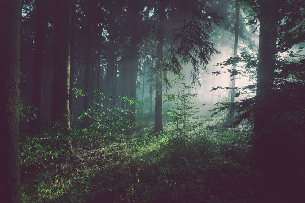 Pemandangan kanopi hutan hujan tropis basah di pedalaman hutan konservasi Indonesia
